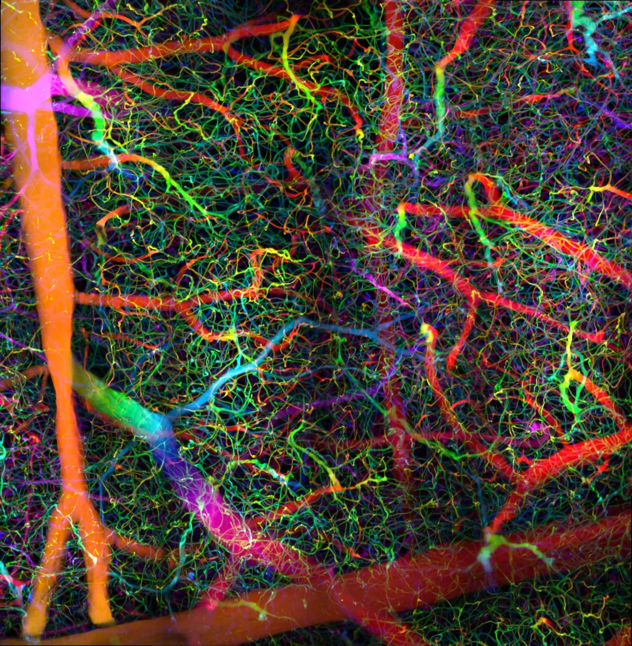 Blood vessels in a mouse brain, coloured by depth.