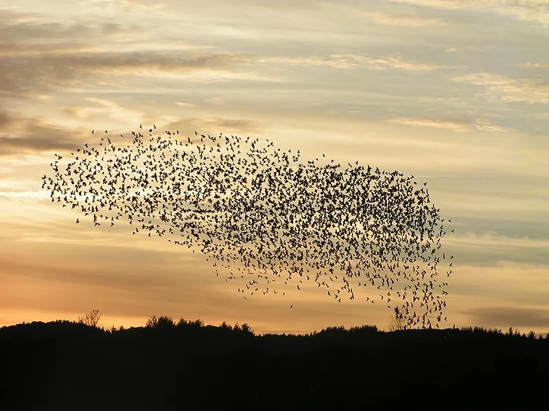 A murmuration of starlings at dusk.