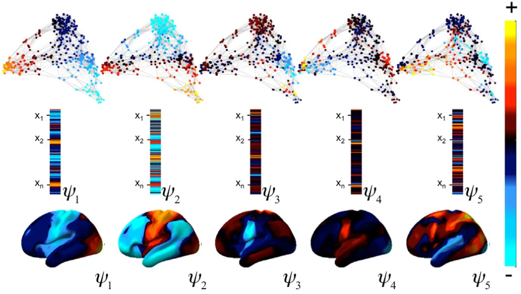 Five connectome harmonics, shown as graphs, as lists of values, and on the cortical surface.